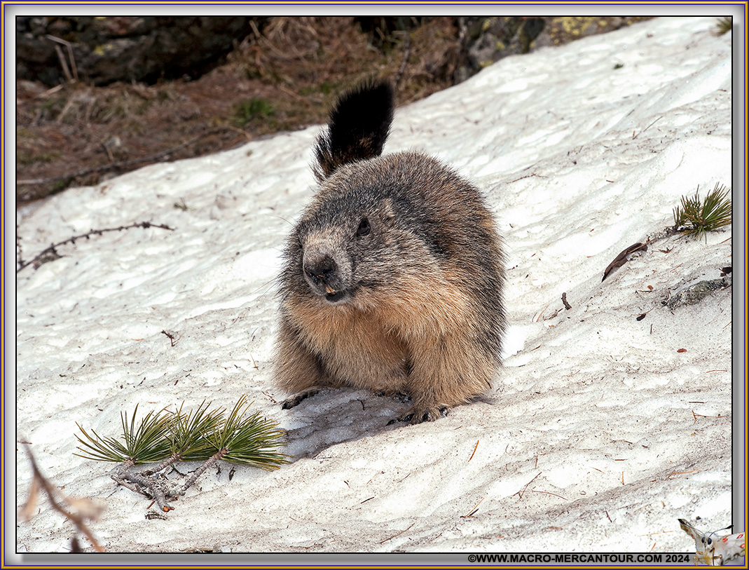 MARMOTTES